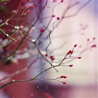 Best Rosehip iPad HD Wallpapers - iLikeWallpaper