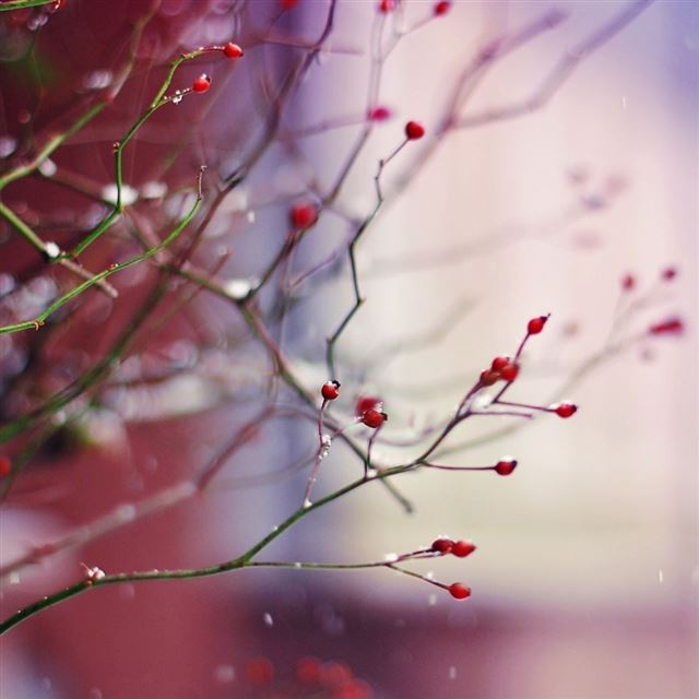 1024x1024 Rosehip - green iPad Wallpaper