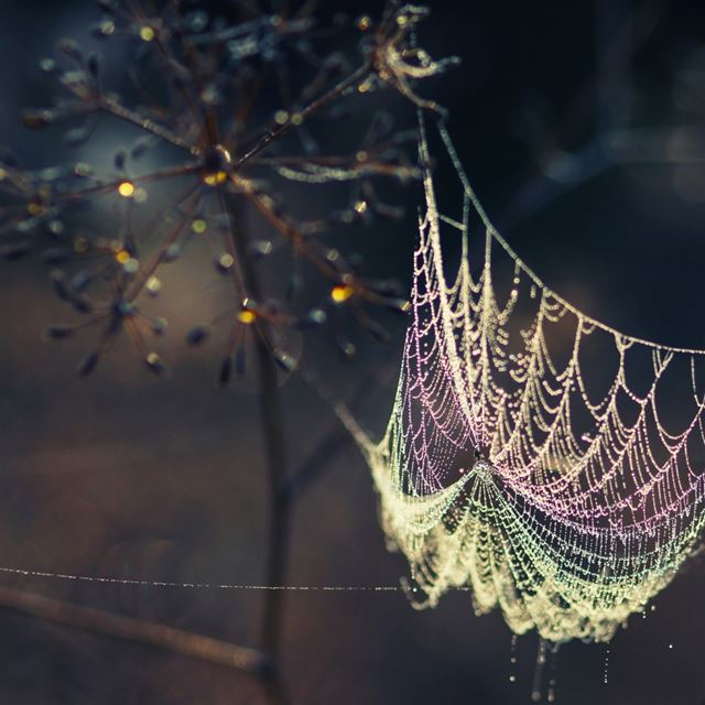 1024x1024 In The Light Of The Web - web iPad Wallpaper