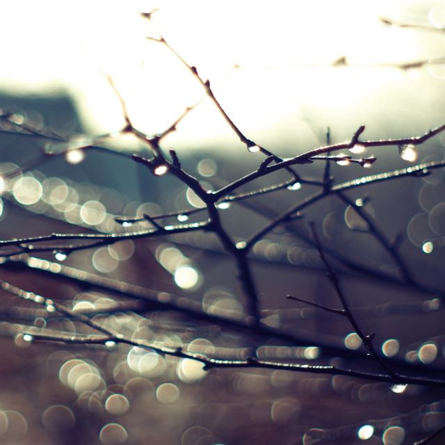 1024x1024 Wet Twigs 2 - water iPad Wallpaper