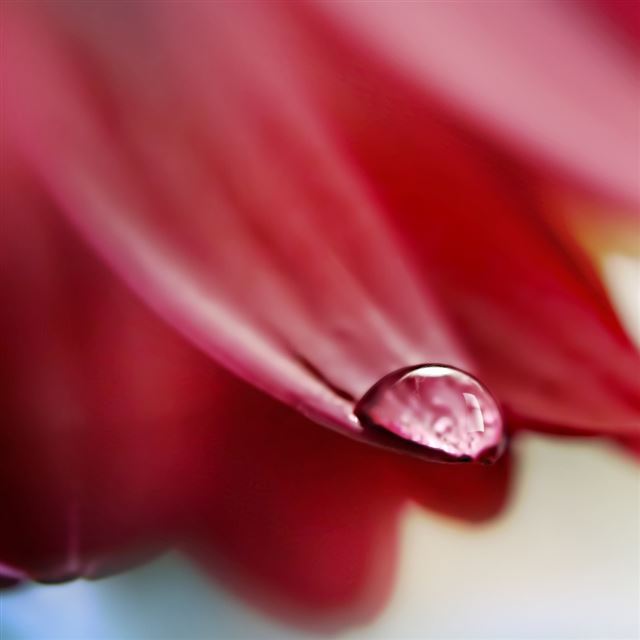 1024x1024 Drop On Flower Petal - petal iPad Wallpaper