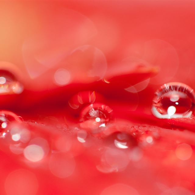 1024x1024 Beautiful Water Drops On A Red Flower - drops iPad Wallpaper