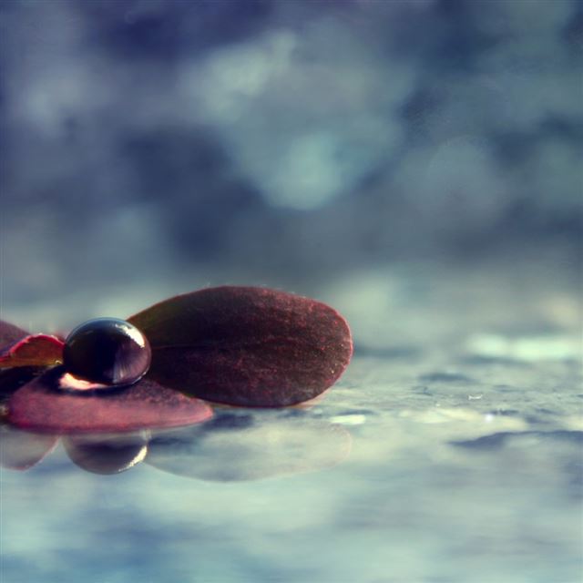 1024x1024 Water Drop On Purple Leaves - black iPad Wallpaper