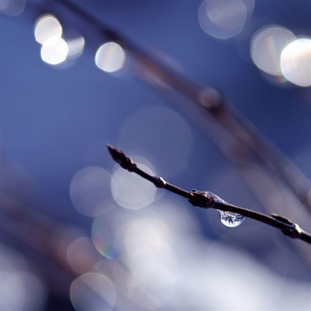 1024x1024 Wet Twig - twig iPad Wallpaper