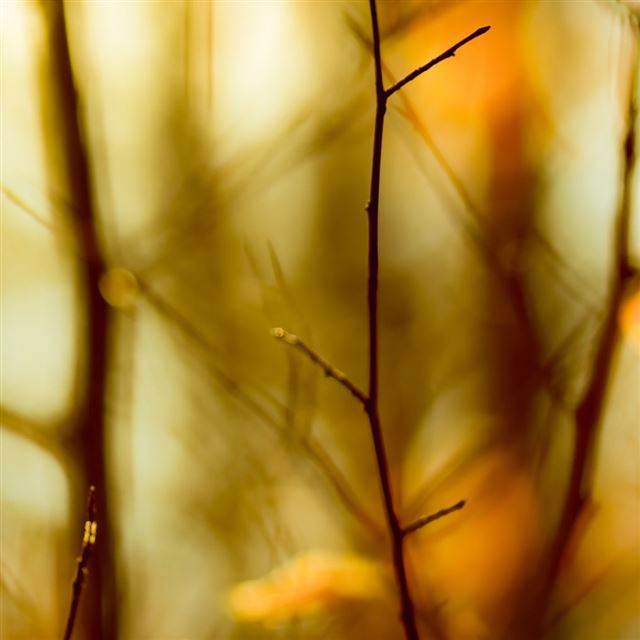 1024x1024 Leafless Twigs -  iPad Wallpaper