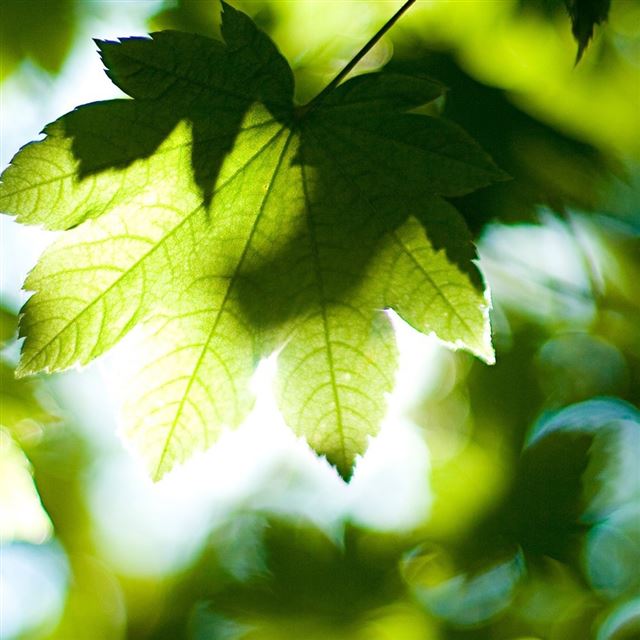 1024x1024 Foliage Summer - green iPad Wallpaper