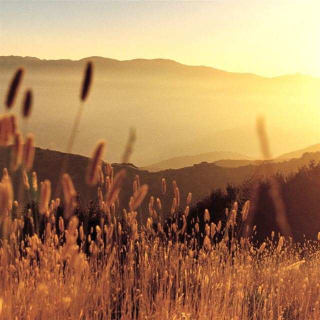 1024x1024 Late Summer Field - summer iPad Wallpaper