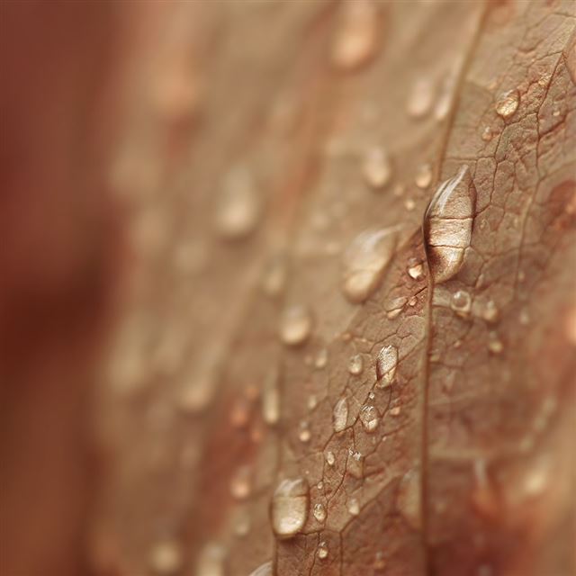 1024x1024 Brown Drops - leaf iPad Wallpaper