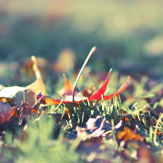 1024x1024 Fall Foliage 2 - purple iPad Wallpaper