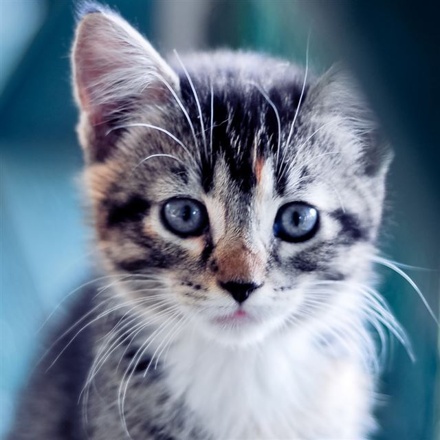 1024x1024 Kitty - animal iPad Wallpaper