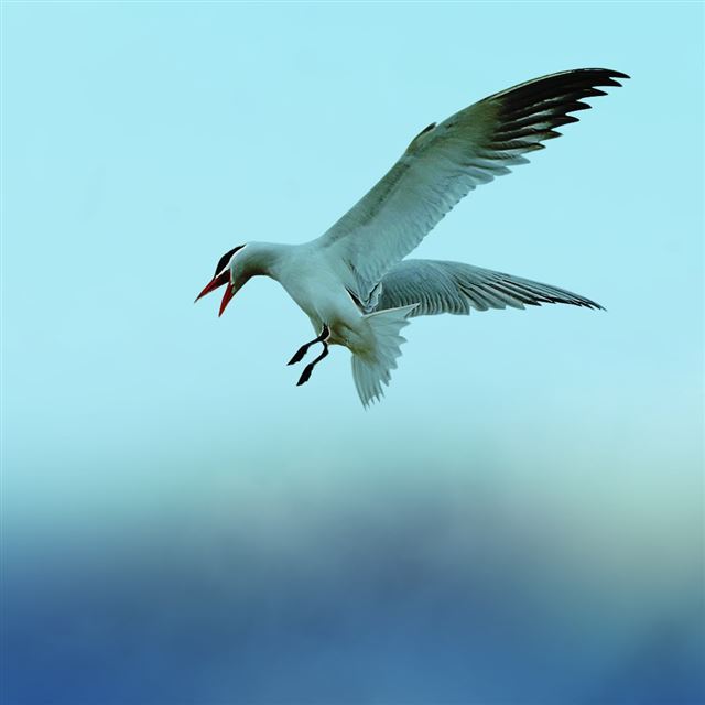 1024x1024 Seagull 5 - sky iPad Wallpaper