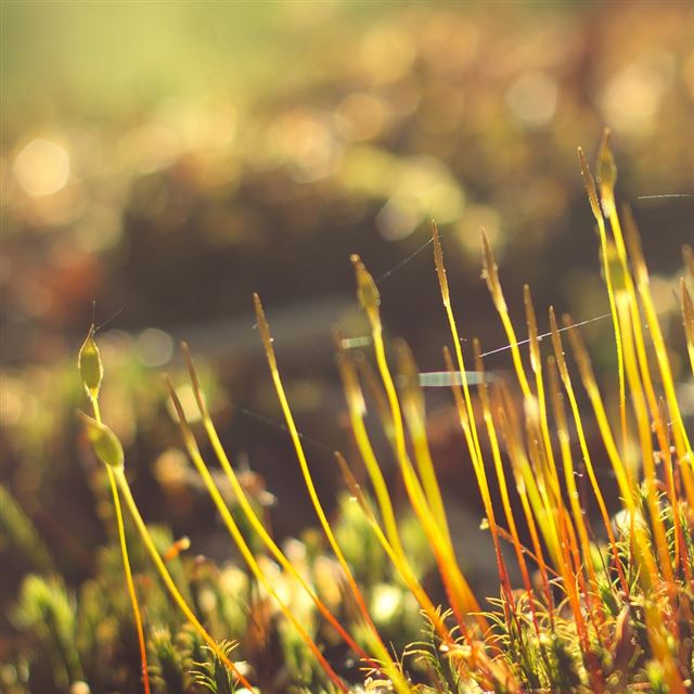 1024x1024 Moss Morning - moss iPad Wallpaper