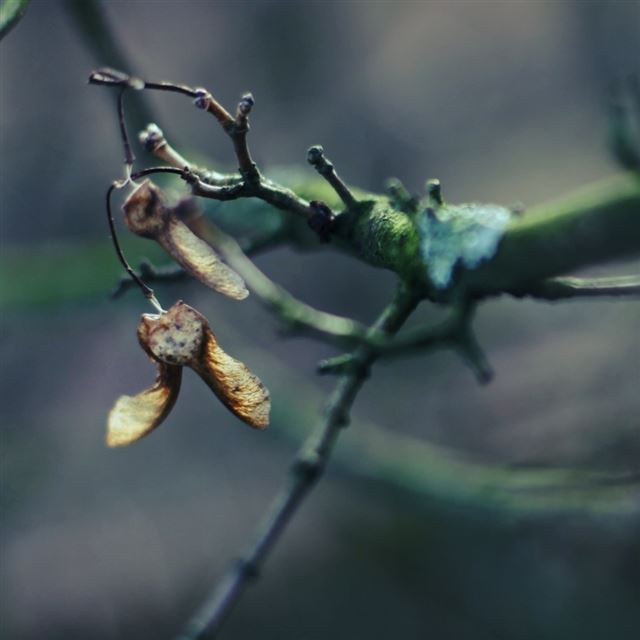 1024x1024 Tree Branch Bokeh - tree iPad Wallpaper
