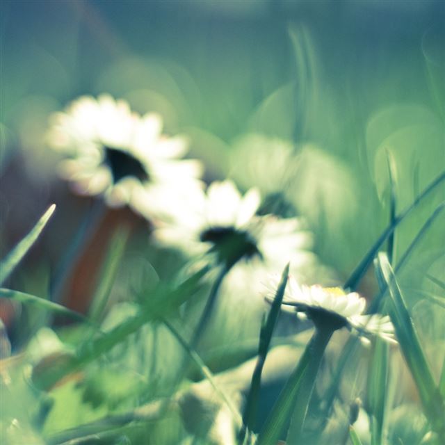 1024x1024 Daisies And Grass - grass iPad Wallpaper