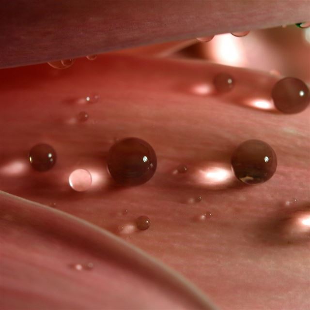 1024x1024 Water Pearls - flower iPad Wallpaper