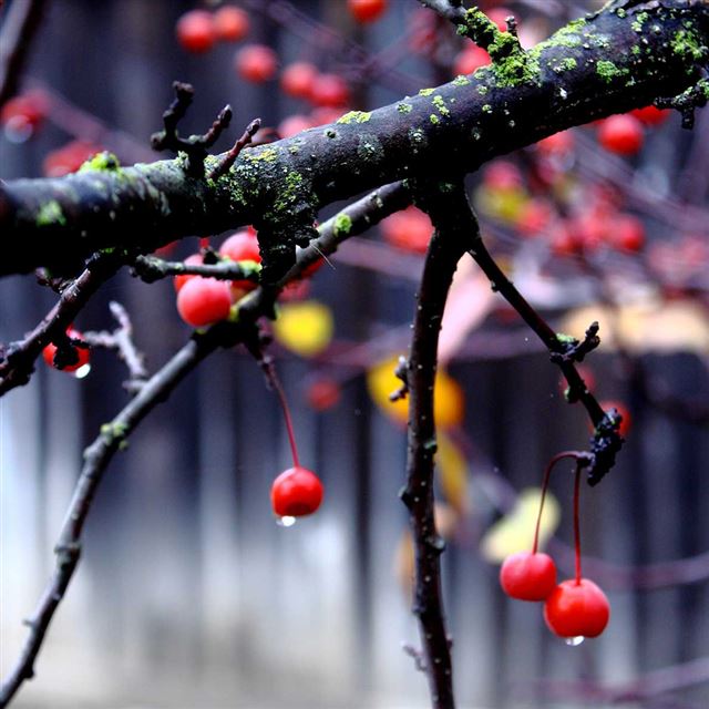 1024x1024 Red fruit - fuzzy iPad Wallpaper