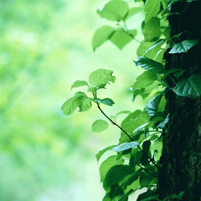 1024x1024 The new leaves on the tree trunk - tree trunk iPad Wallpaper