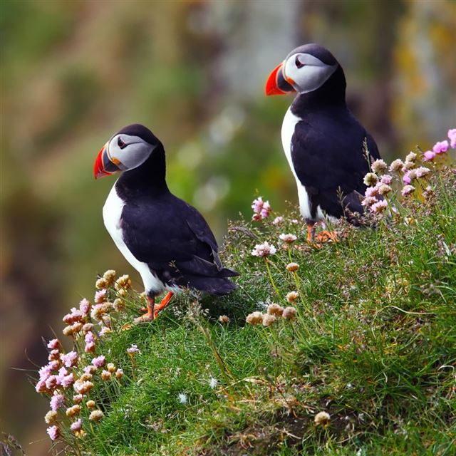 1024x1024 Atlantic Puffins - flower iPad Wallpaper
