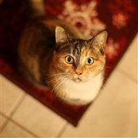 Cat Looking Up wallpaper