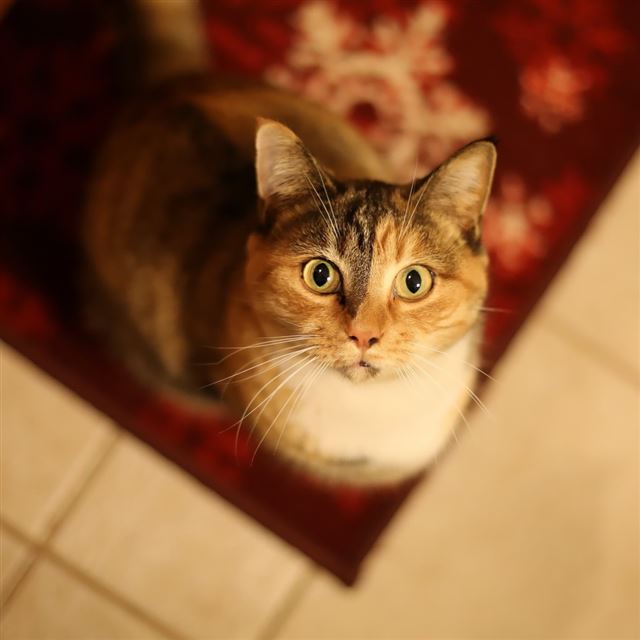 1024x1024 Cat Looking Up - yellow iPad Wallpaper