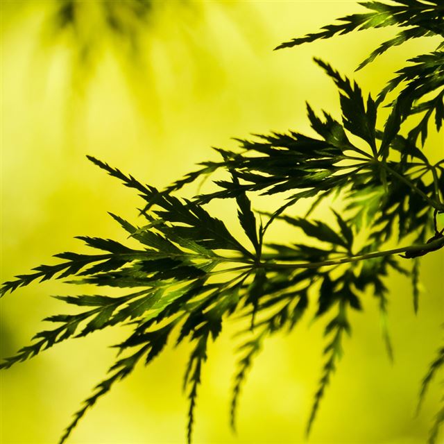 1024x1024 Summer Tree Leaves - tree iPad Wallpaper