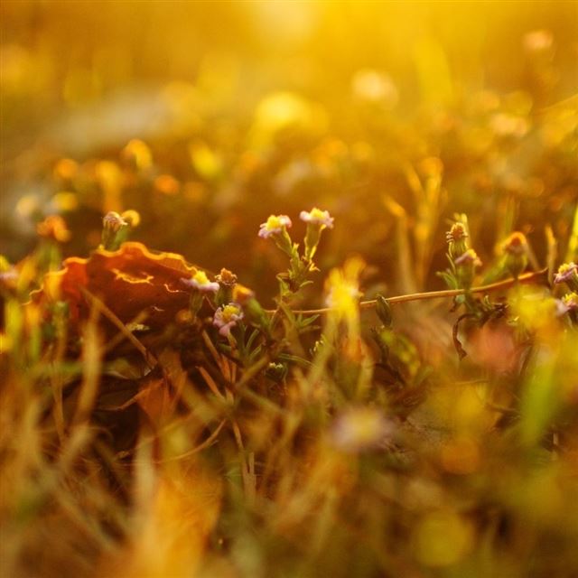 1024x1024 Sunlighted Grass Summer - grass iPad Wallpaper