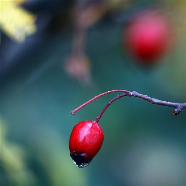 1024x1024 Red Berry Close Up - water iPad Wallpaper
