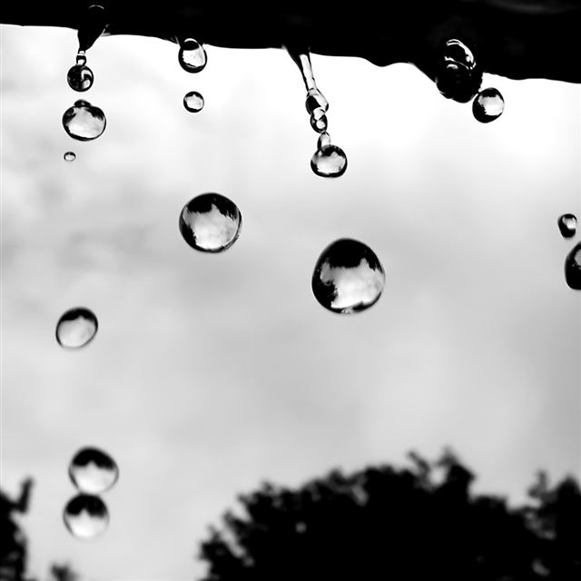 1024x1024 Raindrops 3 - tree iPad Wallpaper