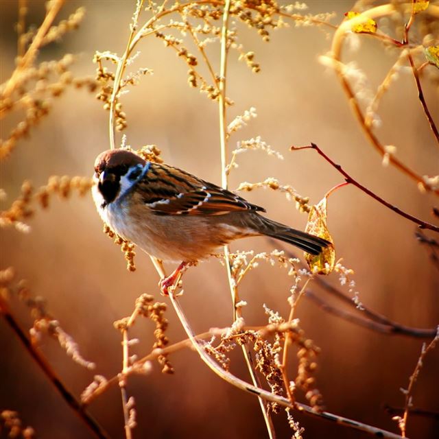 1024x1024 Animal 4 - plant iPad Wallpaper