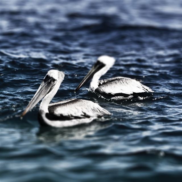 1024x1024 White Pelicans - water iPad Wallpaper