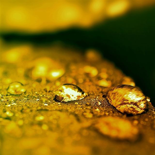 1024x1024 Wet Leaf Bokeh - bokeh iPad Wallpaper