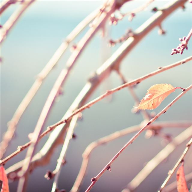 1024x1024 Not Another Winter - leaf iPad Wallpaper
