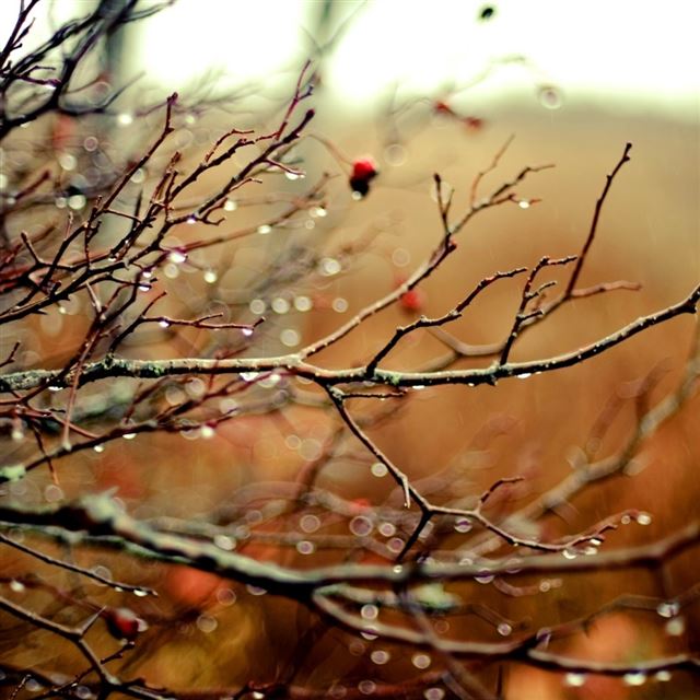 1024x1024 Wet Branches - orange iPad Wallpaper