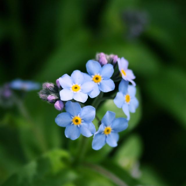 1024x1024 Forget Me Not Flower - purple iPad Wallpaper