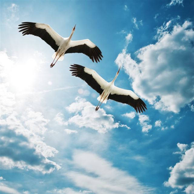 1024x1024 Storks - cloud iPad Wallpaper