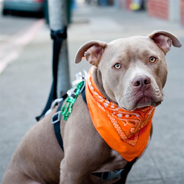 1024x1024 Cute Pitbull Dog -  iPad Wallpaper