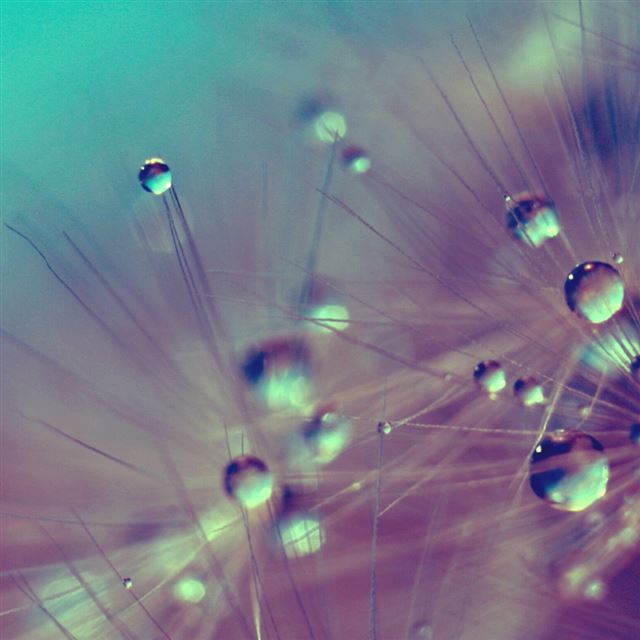 1024x1024 Wet Fluff - purple iPad Wallpaper