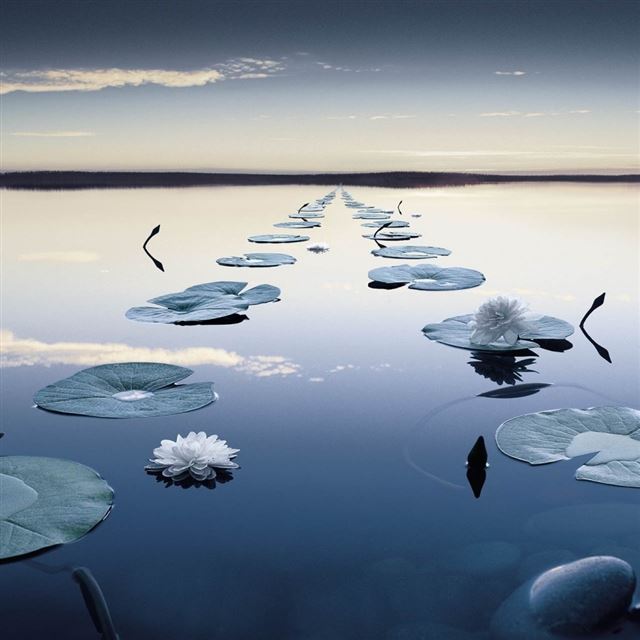1024x1024 Lilies - flower iPad Wallpaper
