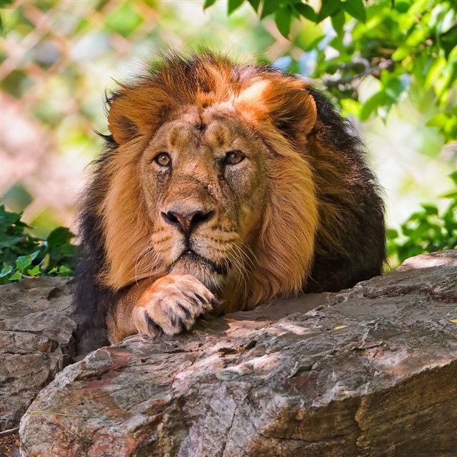 1024x1024 Lion 6 - tree iPad Wallpaper