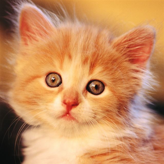 1024x1024 Adorable Kitty - kitty iPad Wallpaper