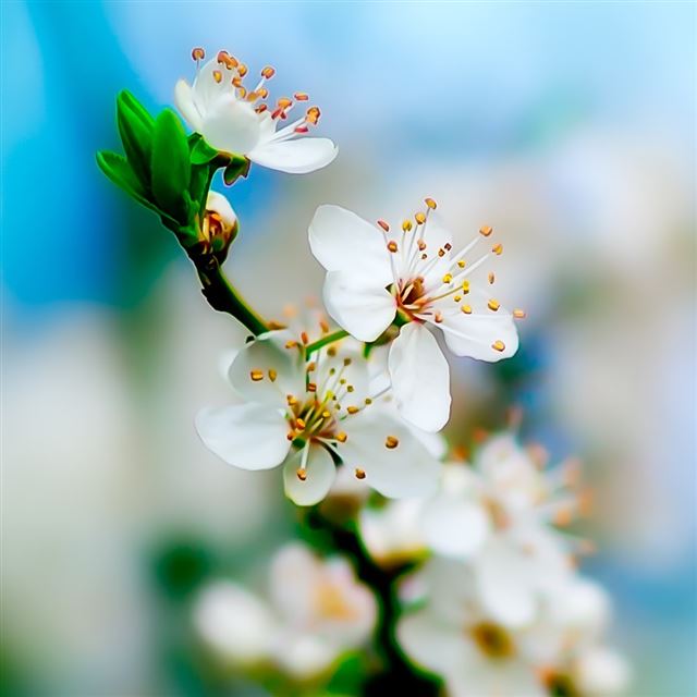 1024x1024 Early Bloom - bloom iPad Wallpaper