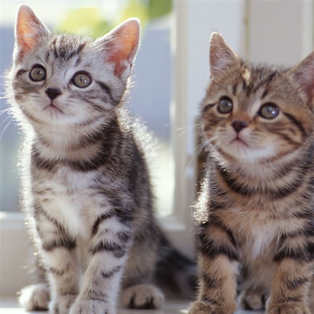 1024x1024 Tabby Kittens - lovely iPad Wallpaper