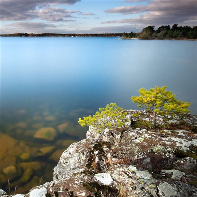 1024x1024 Clear Water - tree iPad Wallpaper
