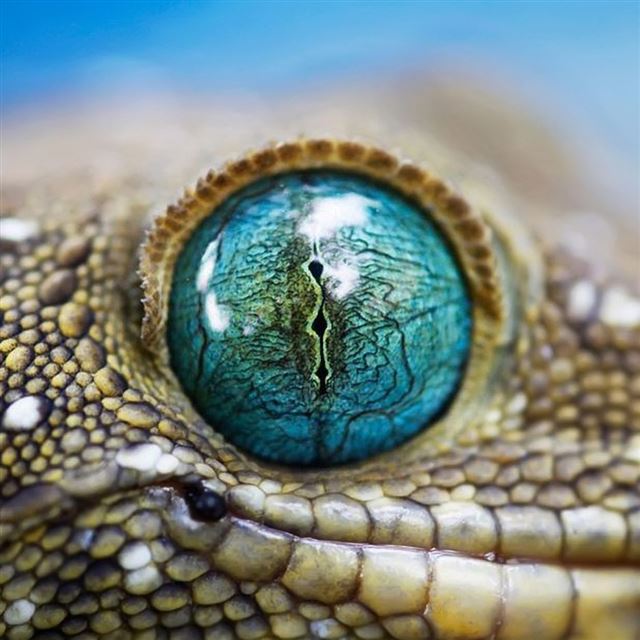 1024x1024 Blue Reptile Eye - cyan iPad Wallpaper