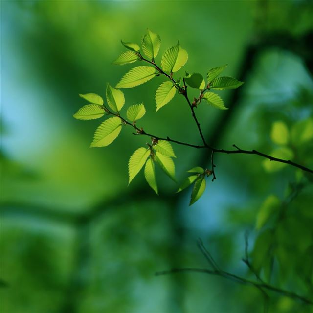 1024x1024 Green Tree - tree iPad Wallpaper