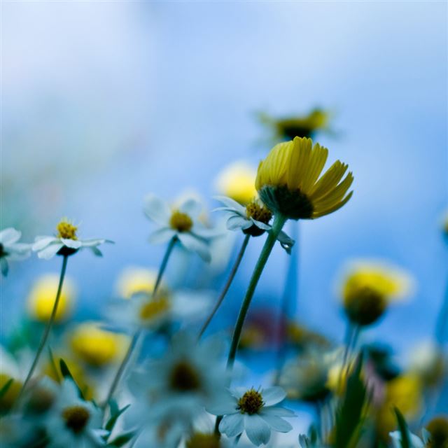1024x1024 Small Spring Flowers - spring iPad Wallpaper