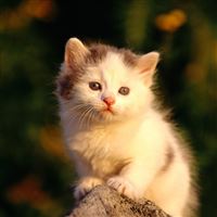 Little Cat Watching Poor wallpaper