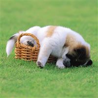 Dog sleeping in the basket wallpaper