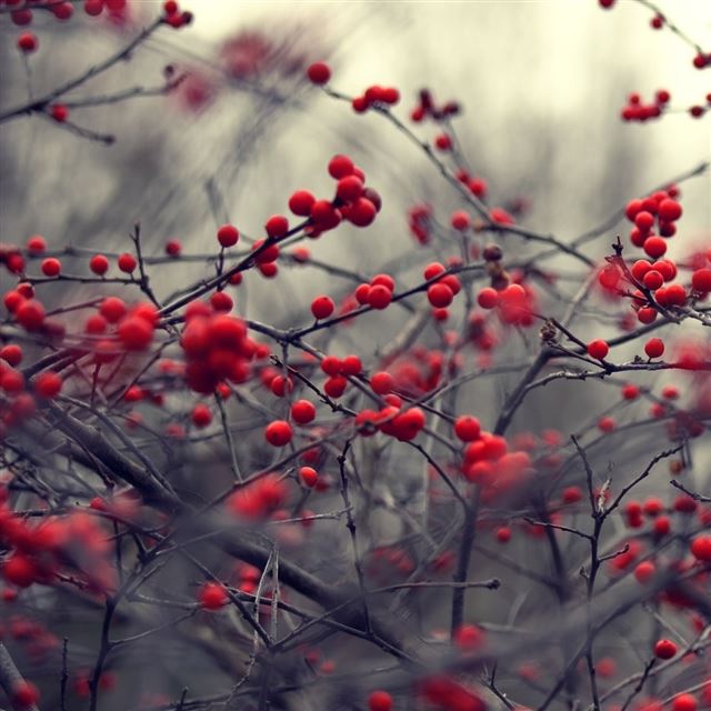 1024x1024 Bush Fruits - plant iPad Wallpaper