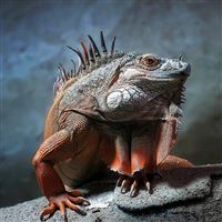Lguana Reptile wallpaper